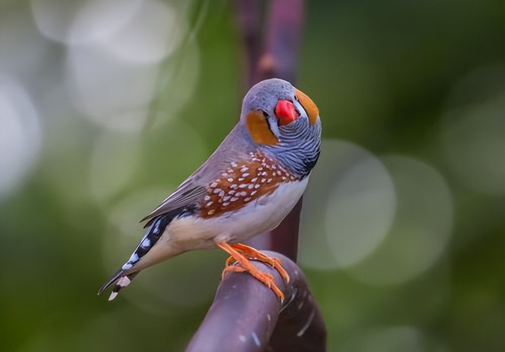 为什么会梦到很多奇怪的动物,做梦梦到好多动物是什么征兆