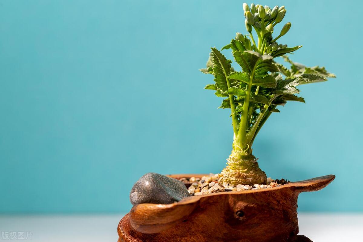 8种蔬菜晒干后比肉还好吃,八种晒干后好吃的蔬菜