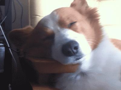 狗狗总是睡不踏实是怎么回事,狗狗总是很困怎么回事