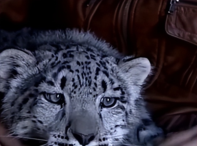 08年新疆牧民捡两只猫崽,中国男子捡到一只奶猫