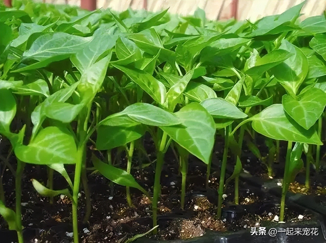辣椒苗瘦小马上要移栽还能浇水,辣椒苗好小就开花了怎么办