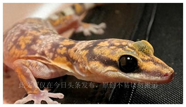 壁虎为何被列入五毒之一,壁虎为什么被称为五毒之一