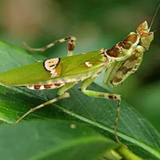 螳螂吃掉自己丈夫的头,螳螂为什么吃掉配偶螳螂吃蛇