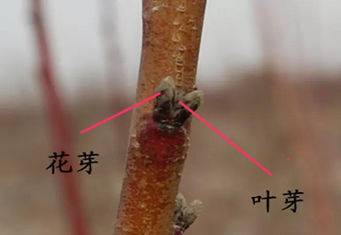 桃树坐果率高怎么办,桃树成花