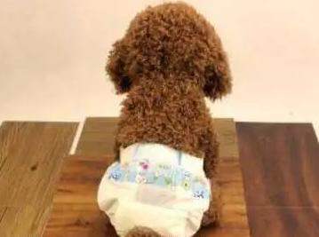 狗狗泌尿感染用什么药,狗狗呼吸道感染怎么检查