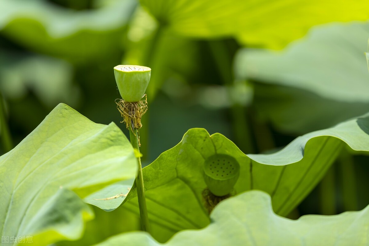 本草纲目治疗疮疖的记录,本草纲目治疗毒疮偏方