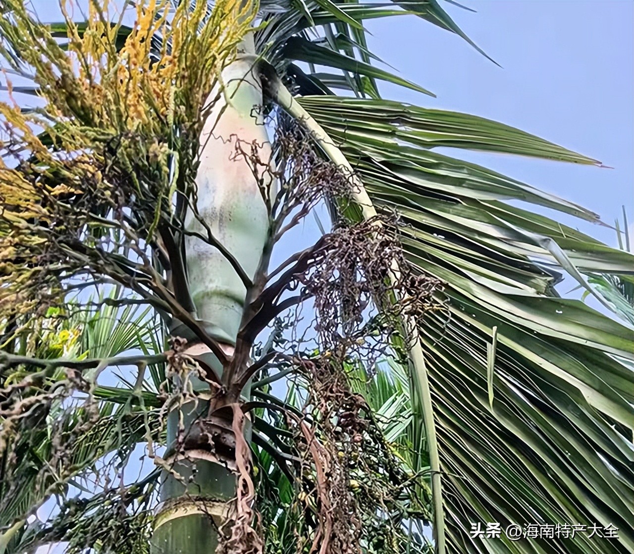 2021年2月3日海南槟榔价格 (今天海南槟榔价格多少一斤)