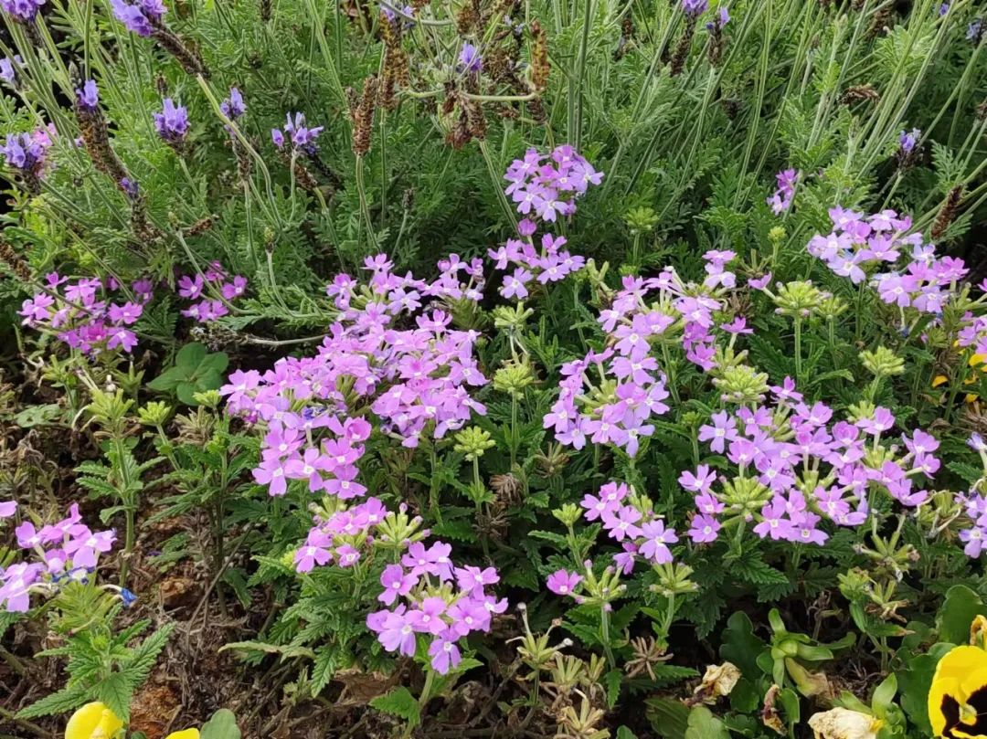 驱蚊竹柏买回来有土,驱蚊的植物真的有效吗