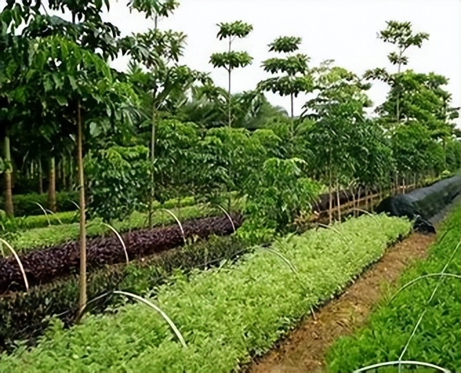 利用林业资源带动经济发展的举措,利用与发展