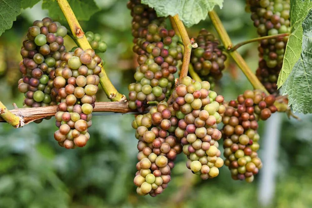 哪些果皮可以吃,果皮是可食用的部分吗