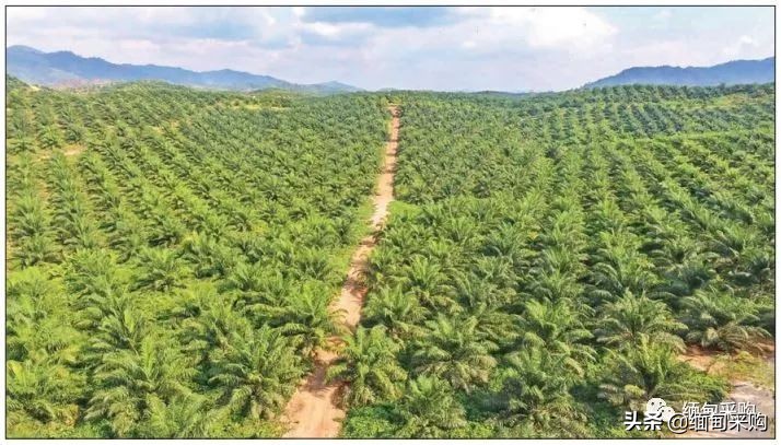 缅甸贸易进出口最新消息,缅甸农产品采购网站