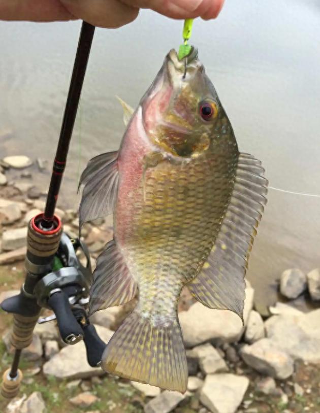 探索大自然鱼类,探索未知生物钓鱼