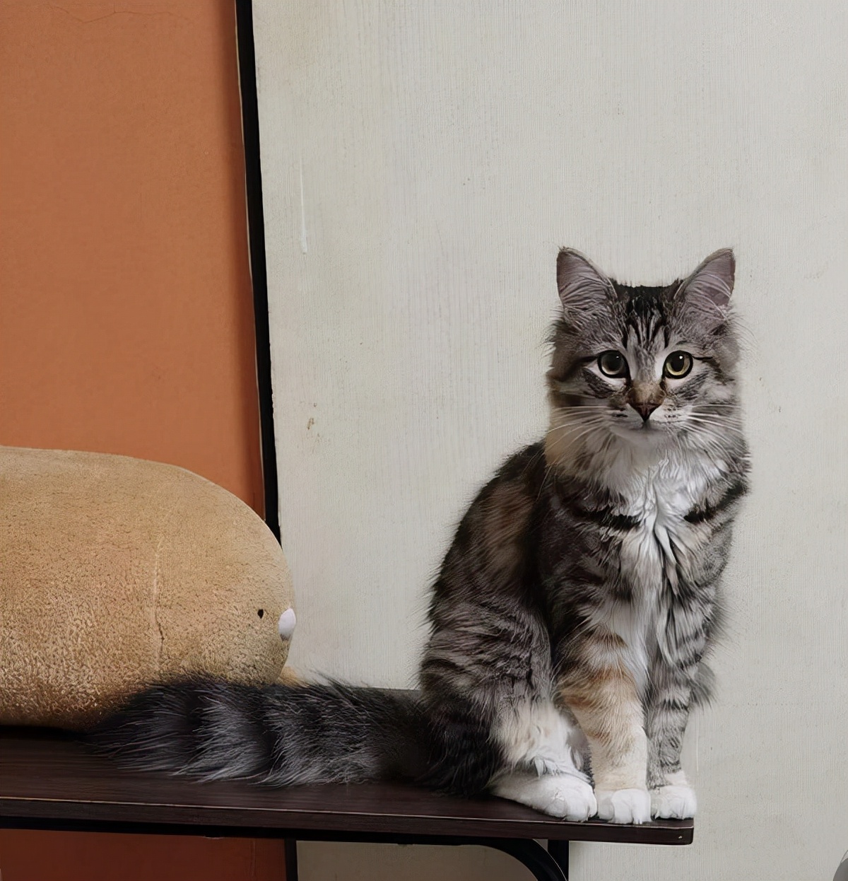 不要轻易养汪星人,不要轻易养宠物养了就要负责