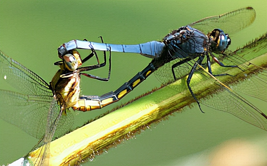 昆虫奇葩交配繁衍，结成爱心的蜻蜓，终身产卵的苍蝇，蝉爱过就死