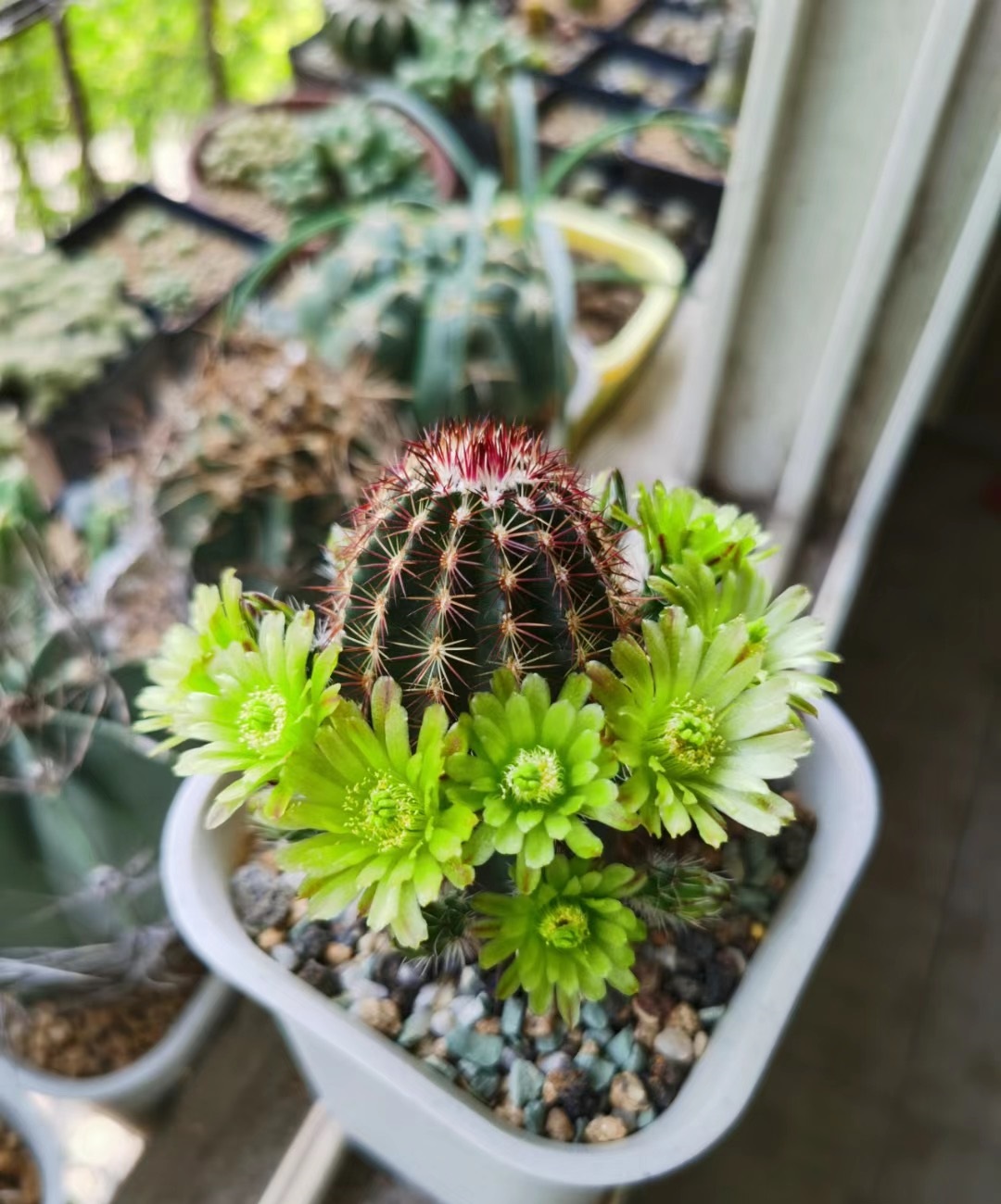 青花虾仙人球品种,仙人球青花虾开啥颜色的花