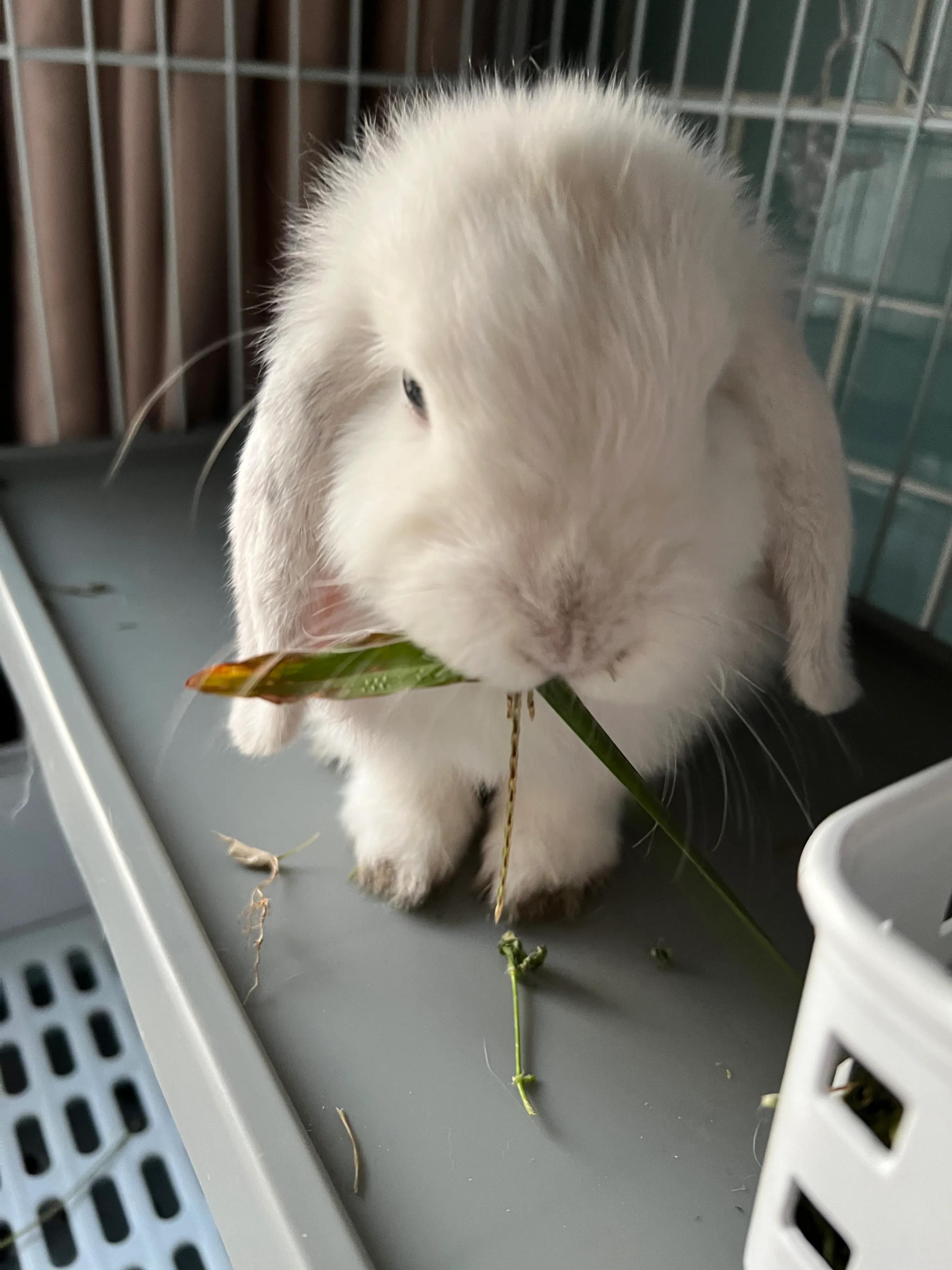 家养兔子喂养五大禁忌,兔子喂养五大禁忌漫画图