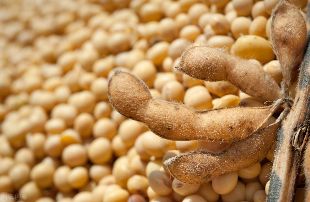 全国大豆价格最新行情今日,国内大豆价格最新行情今日