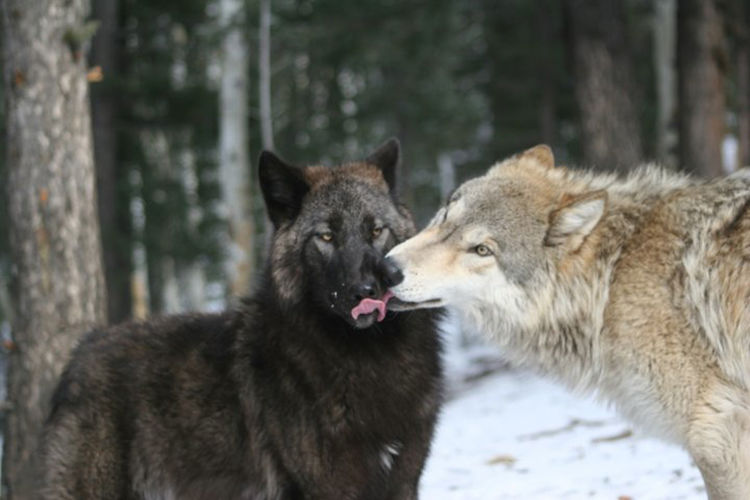 狼群中只有狼王有交配权,那么到了发情期其他的狼怎么办?