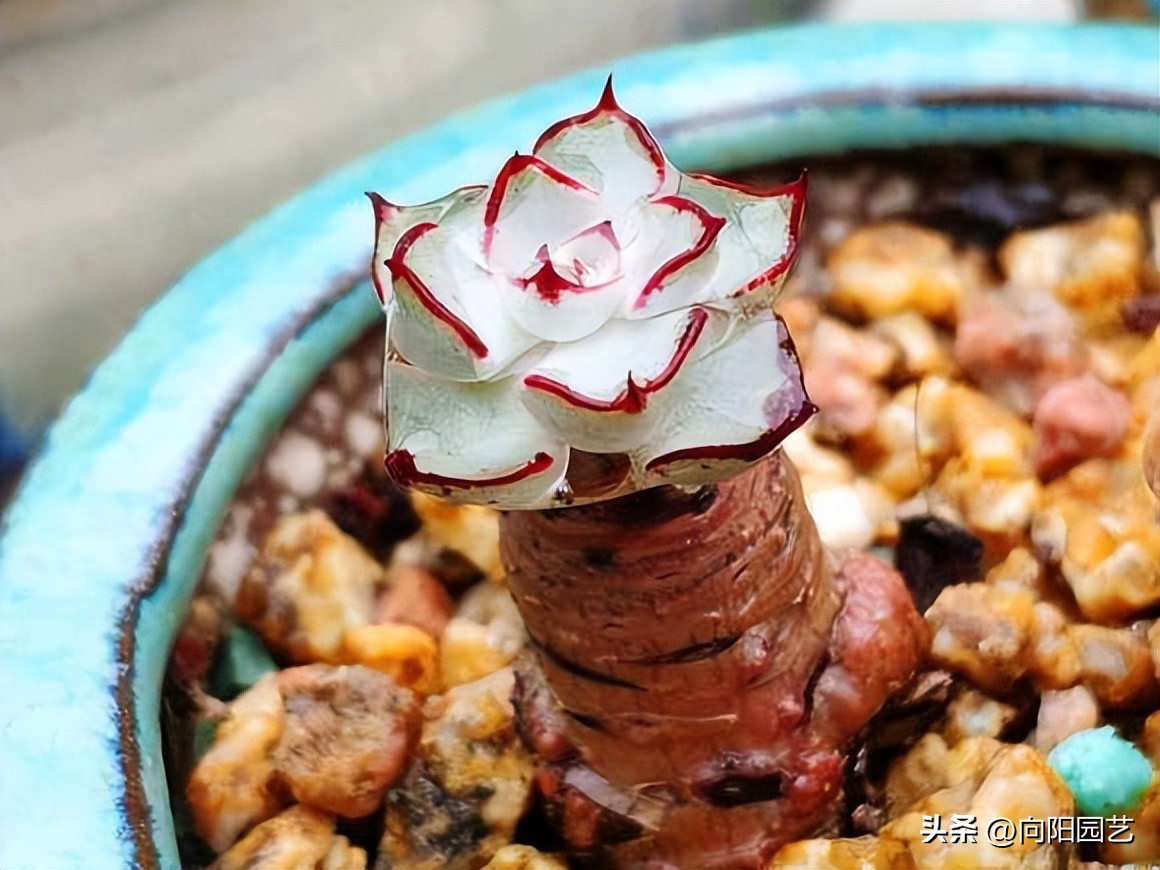 春天买多肉怎么养,春天新买的多肉怎么养才能养好