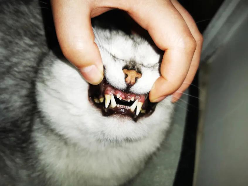 猫咪手术后不喝水不吃东西怎么办,猫咪走丢两天回来无精打采只喝水