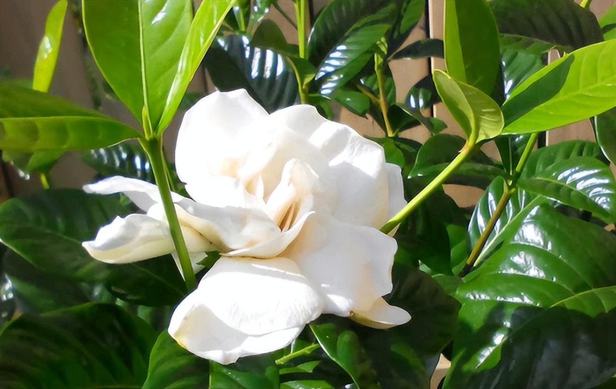 不想养的花太乱太杂哪些值得养,家中千万别养这8种毒花