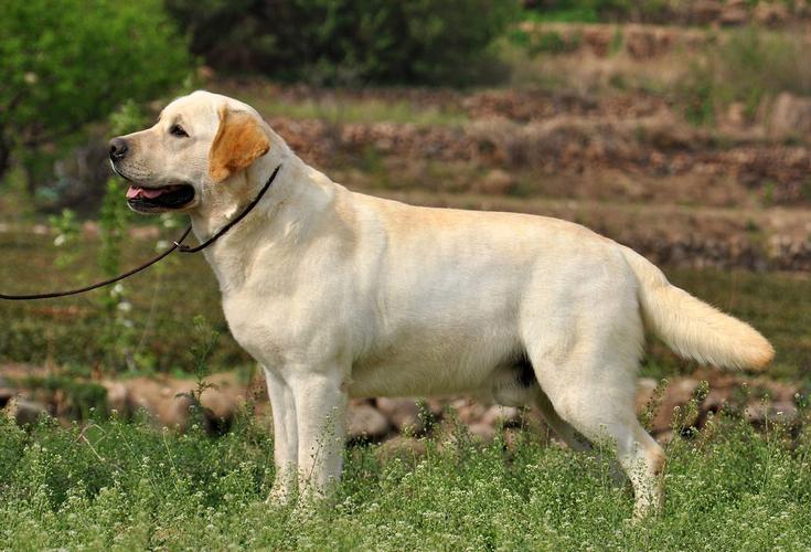 这6种狗温顺得不像话却少有人知,最建议养的几种狗可爱但很凶猛