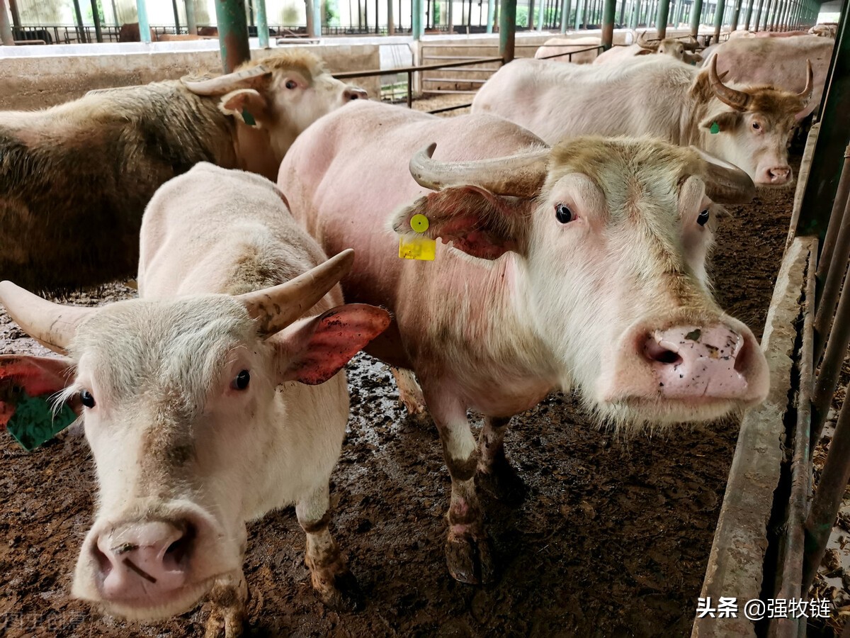 买牛的正确方法和技巧,买牛的套路和方法