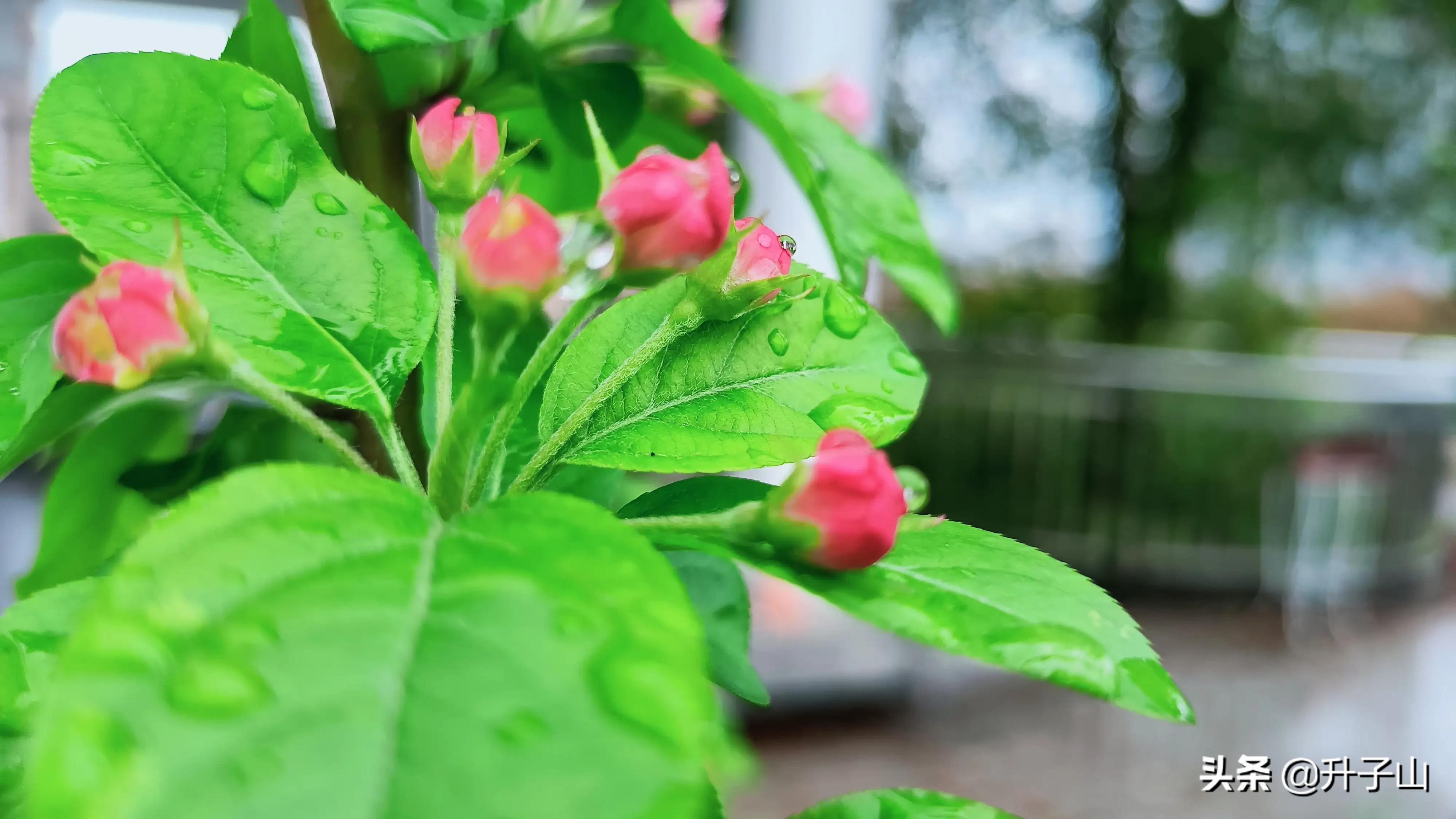 守门员抗疫一线,守门员抗击疫情先进事迹