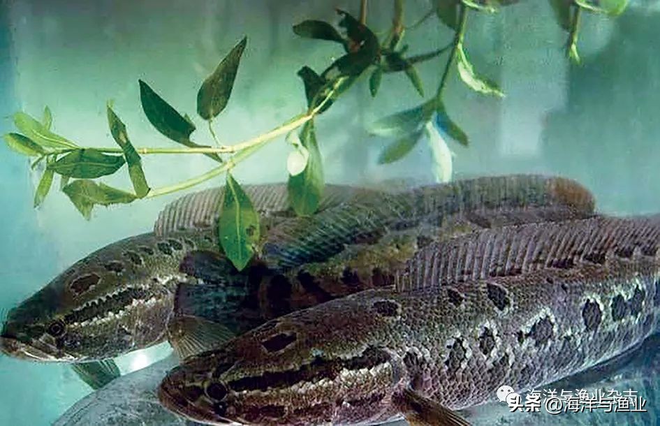 乌鳢真菌感染怎么办,乌鳢怎么处理