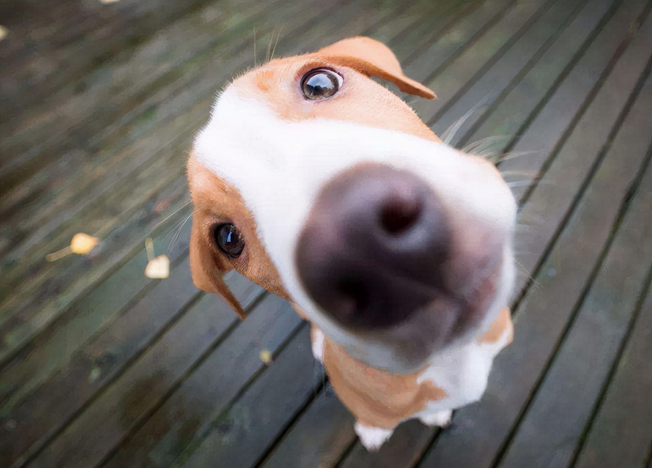 舌头舔狗狗狗会认为什么,人舔狗狗会怎么样