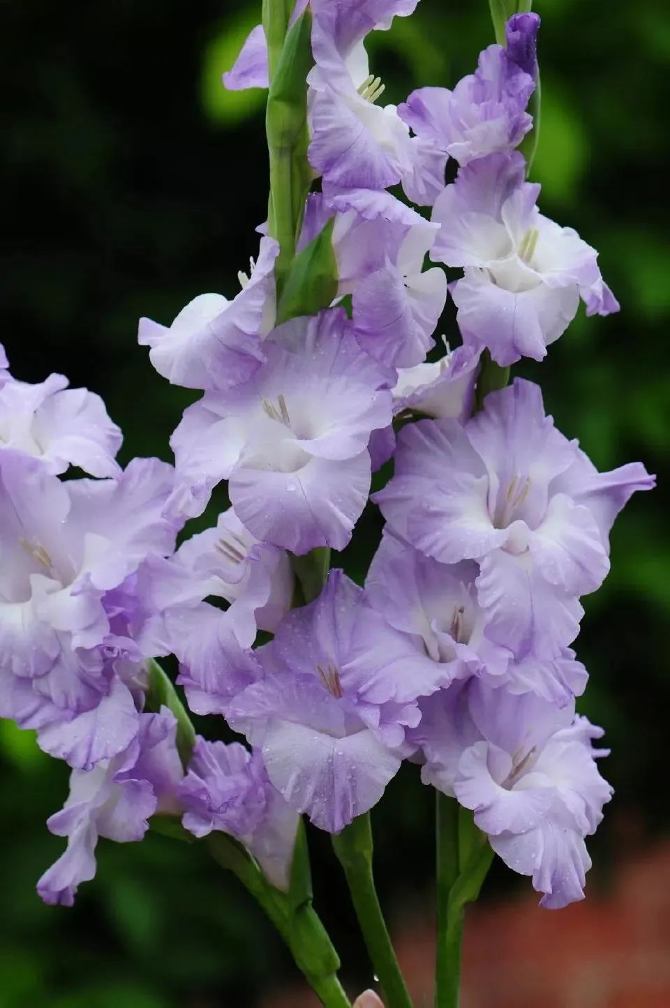 剑兰，锦绣山河，如花美剑｜花名册No.00179