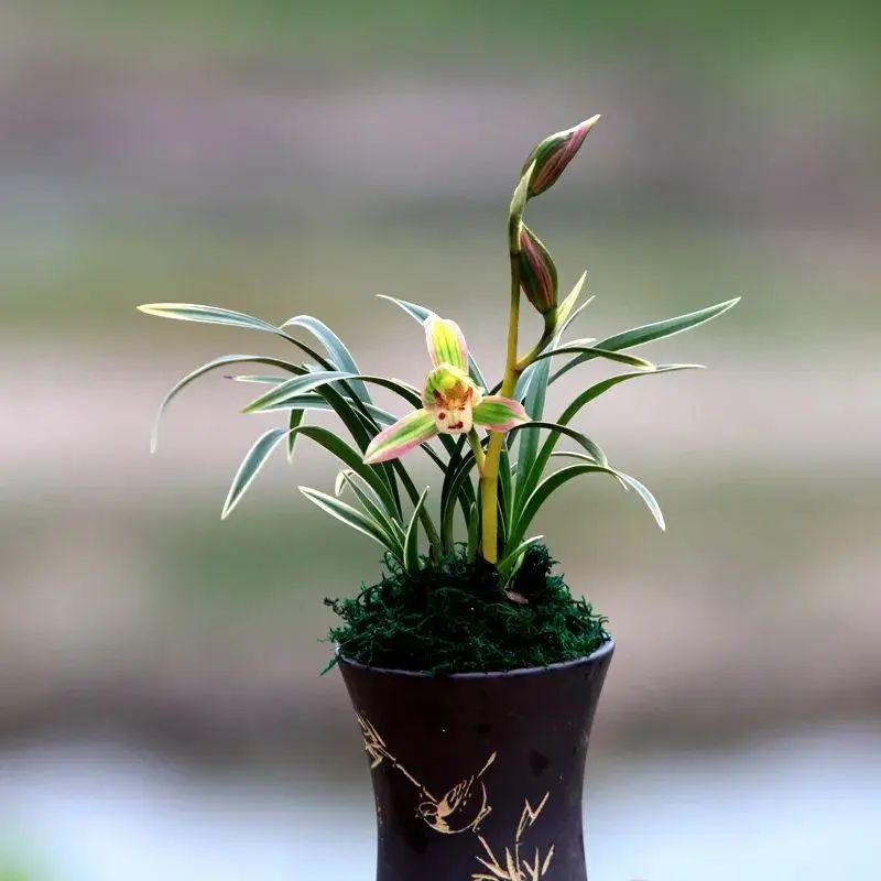 跌落神坛的名贵兰花,盘点最近几年火的兰花