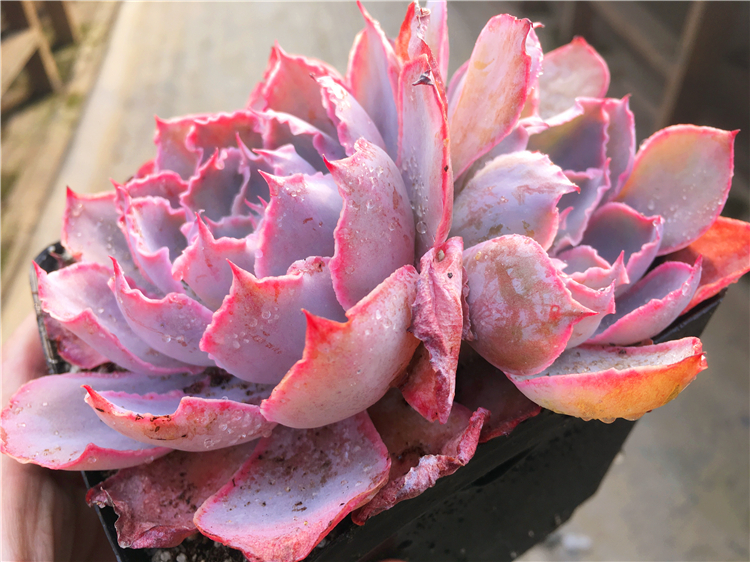 十二卷多肉的品种图鉴,100种多肉植物图片大全