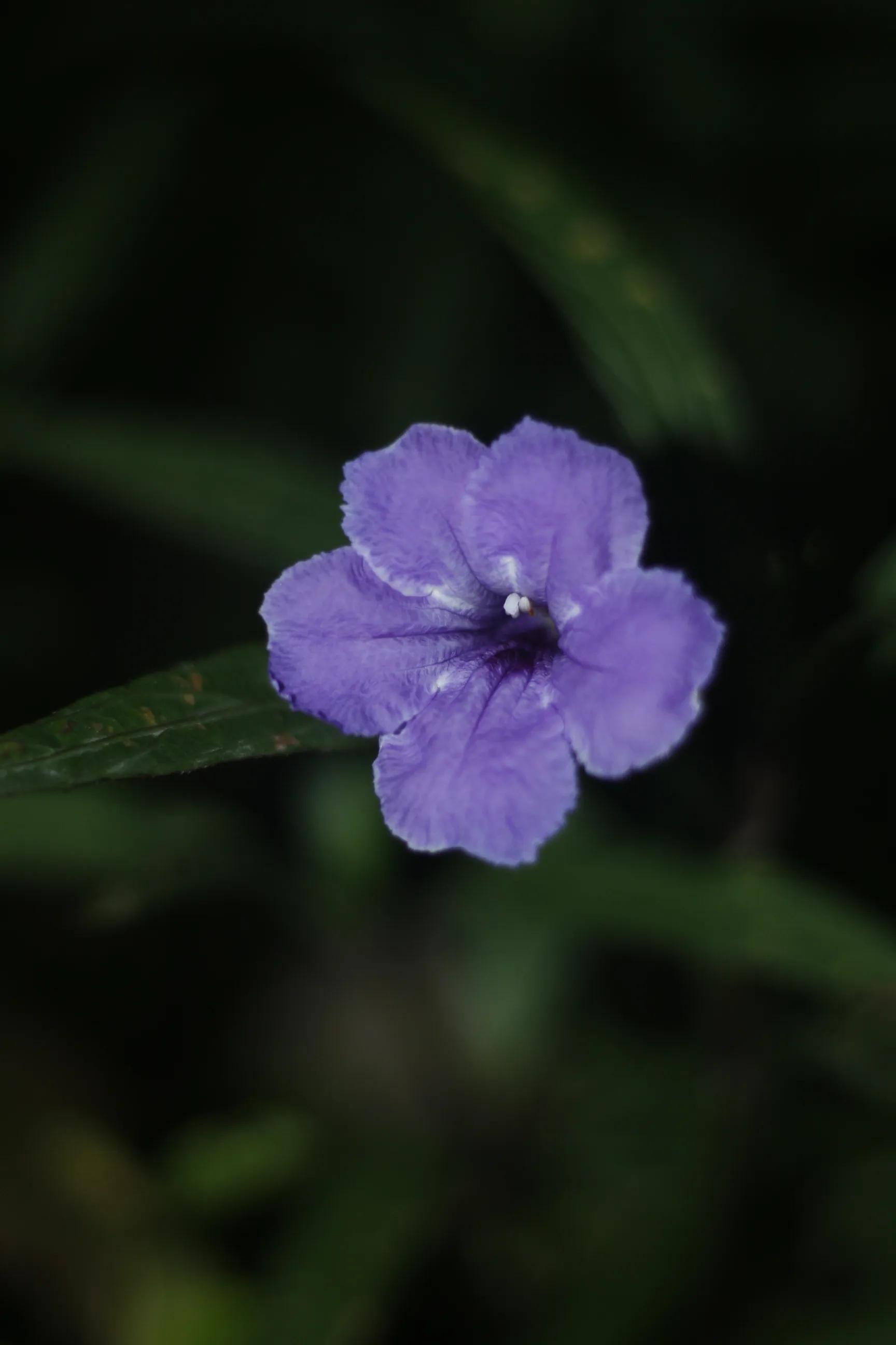 古人穿紫色衣服的象征意义,紫色的象征意义是什么