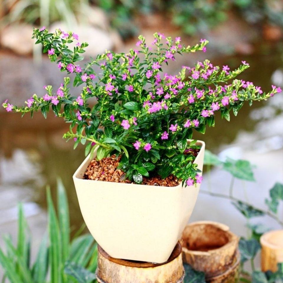 4种花适合新手养漂亮好养,20种坑人的花