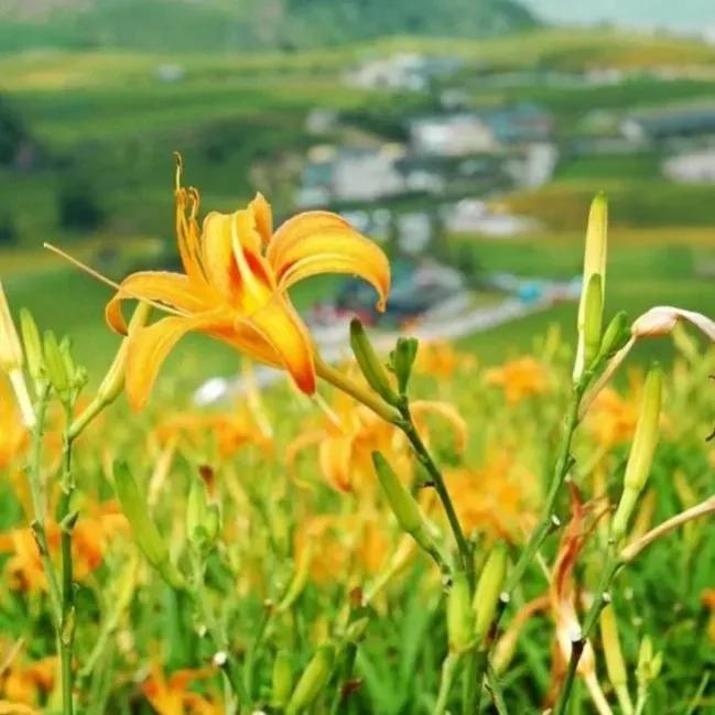 春夏之交，越来越多的花含苞欲放，这一百种娇媚蓓蕾真是美不胜收