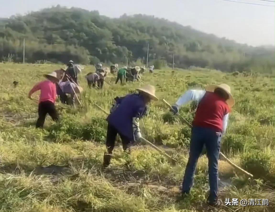 滴酸草甘膦和草甘膦哪个效果好,滴酸草甘膦它的作用是什么