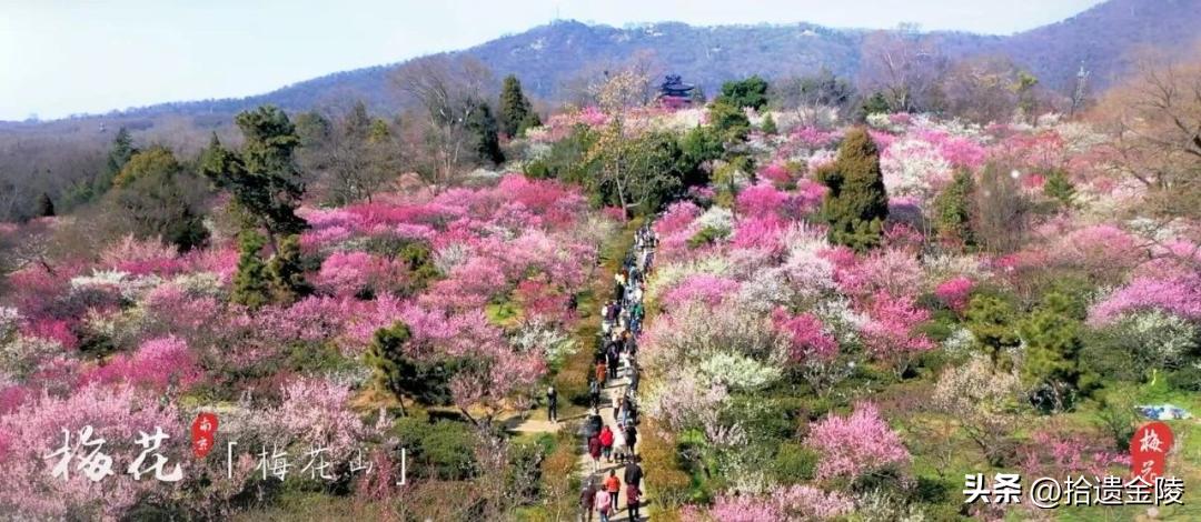 南京看梅花的地方,南京梅花里房价