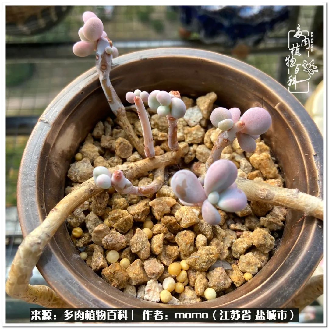 露养一个月的多肉图片,露养多肉春天外面过夜么