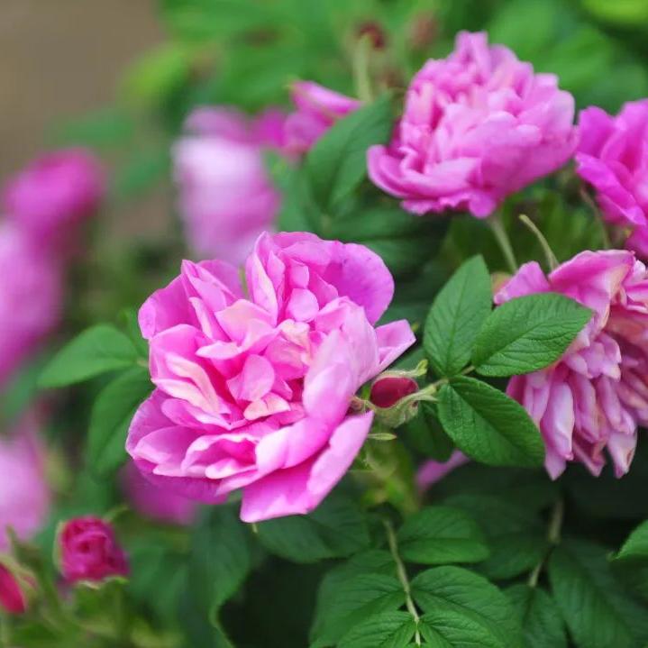 济南近郊旅游专线,济南开通的几条旅游线公交不错