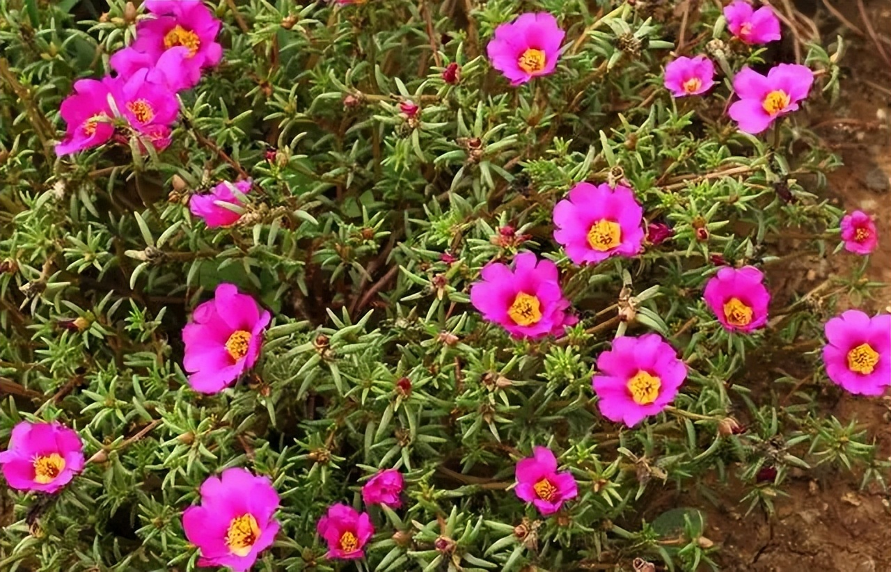 4种天气愈热生长愈快的花草，地栽种植很容易泛滥，种植要谨慎