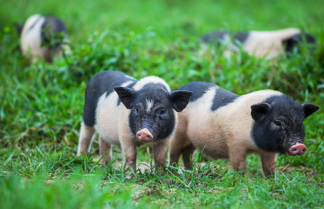 用白酒保存的猪肉有酒味不好吃,猪肉老是炖不烂发柴什么原因