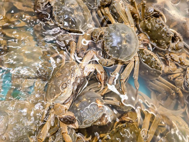 农村养猪怎样养才能赚到钱,想在农村养猪不知道怎么养才赚钱