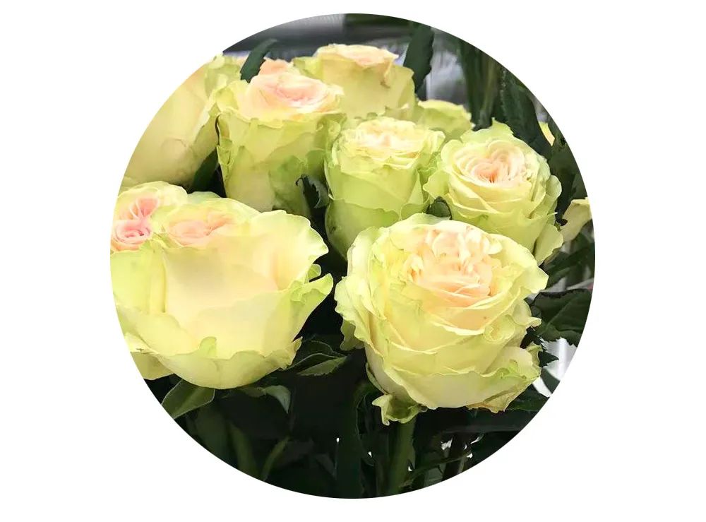 最美邂逅：百合博览园里美不胜收的名贵之花