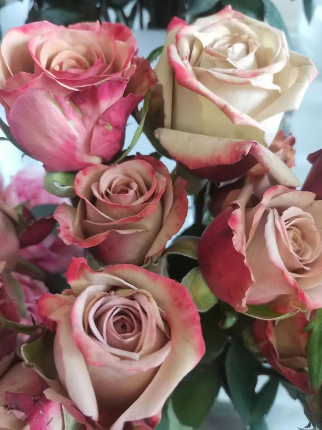 蔷薇月季玫瑰的区别,月季蔷薇玫瑰的区别