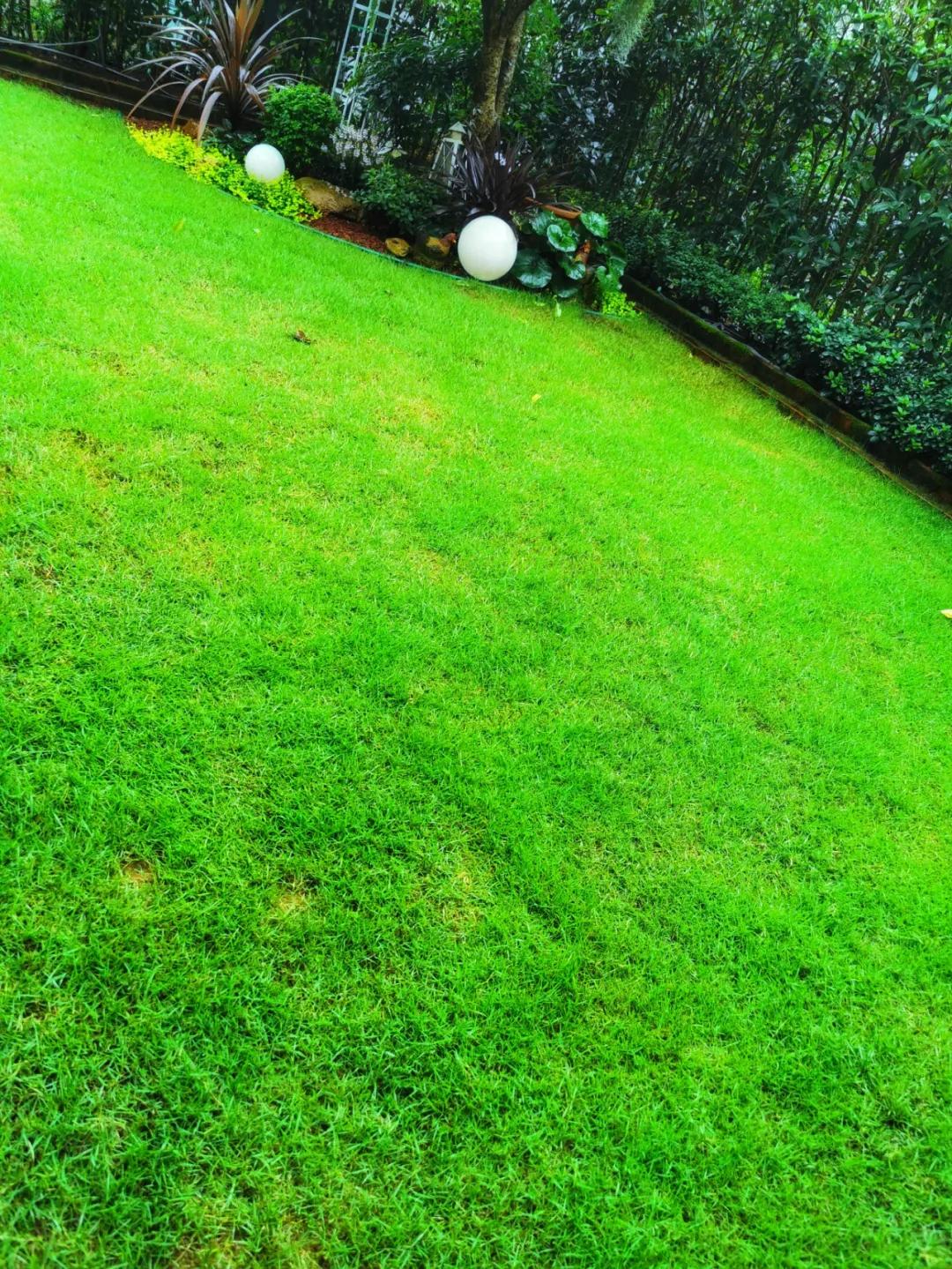 11月乔木灌木草坪病虫害用药,草坪病虫害怎么防治