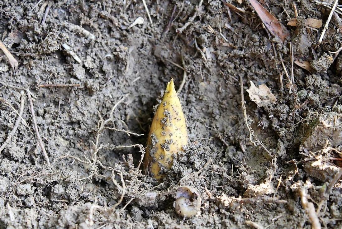 为什么冬笋便宜了,比猪肉还贵