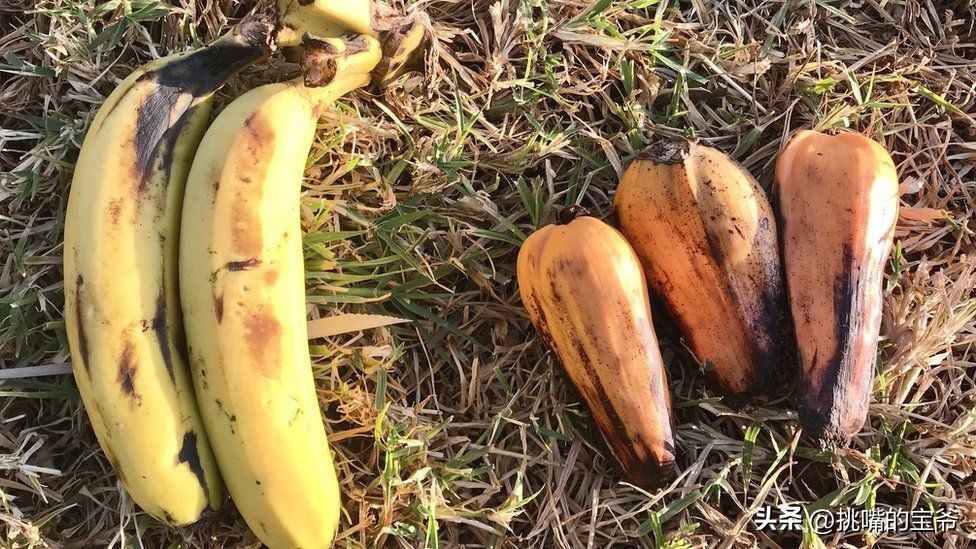 坐拥10亿亩耕地，被誉为非洲心脏的非洲第二大国，8种奇珍异果