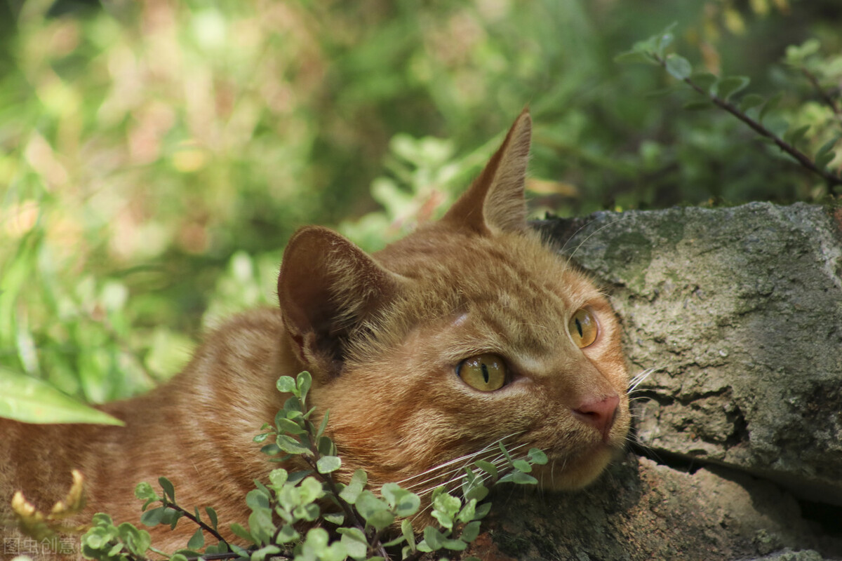 最适合新手养的十种猫,建议新手养的6种猫