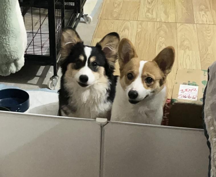 一晚上连炫16颗生鸡蛋，偷吃柯基秒变粑粑喷射“基”